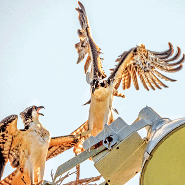 Dustup in the nest?